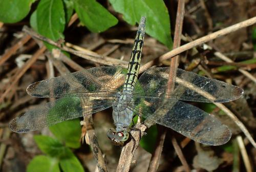 Neurothemis sp.